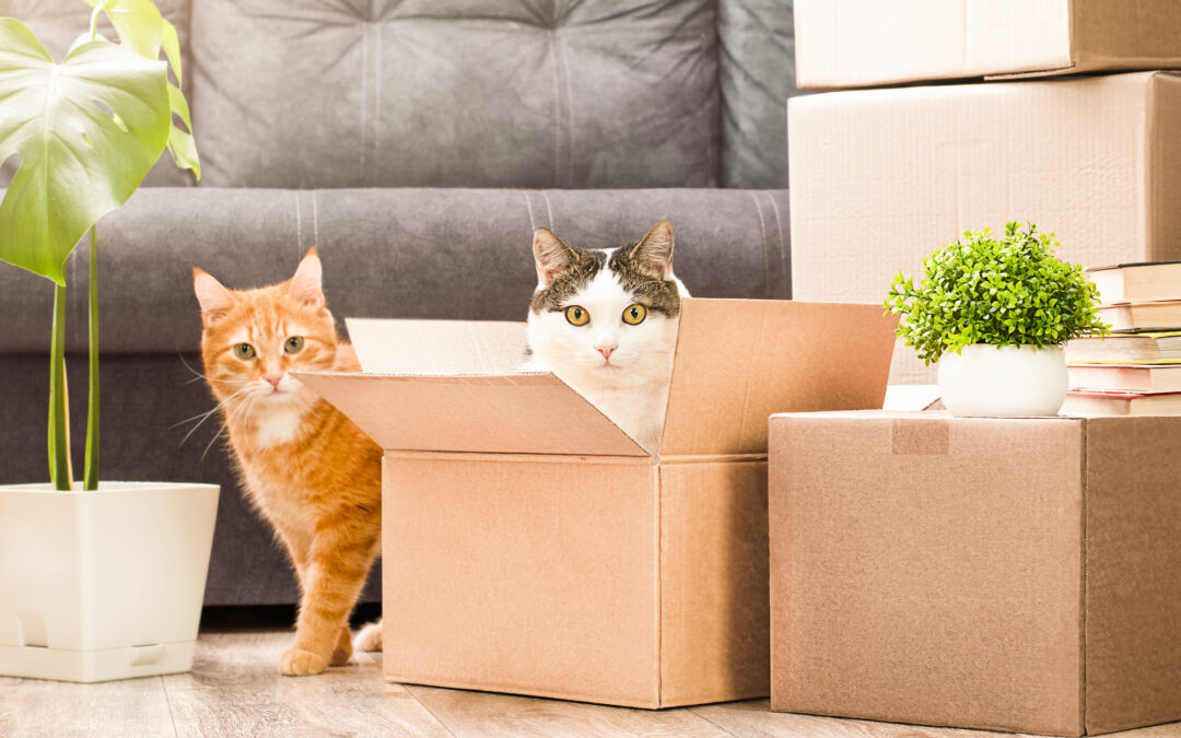 Moving With Pets