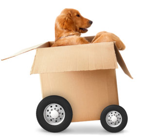 Dog in a box with wheels