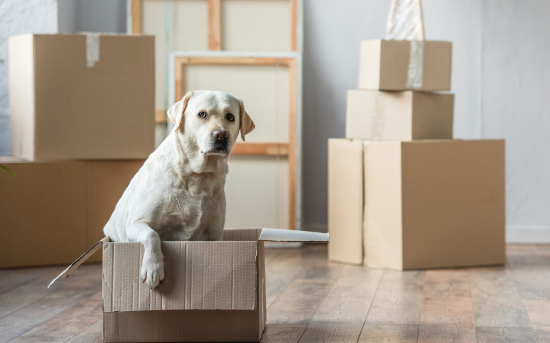 How to Reduce Stress for Pets on Moving Day